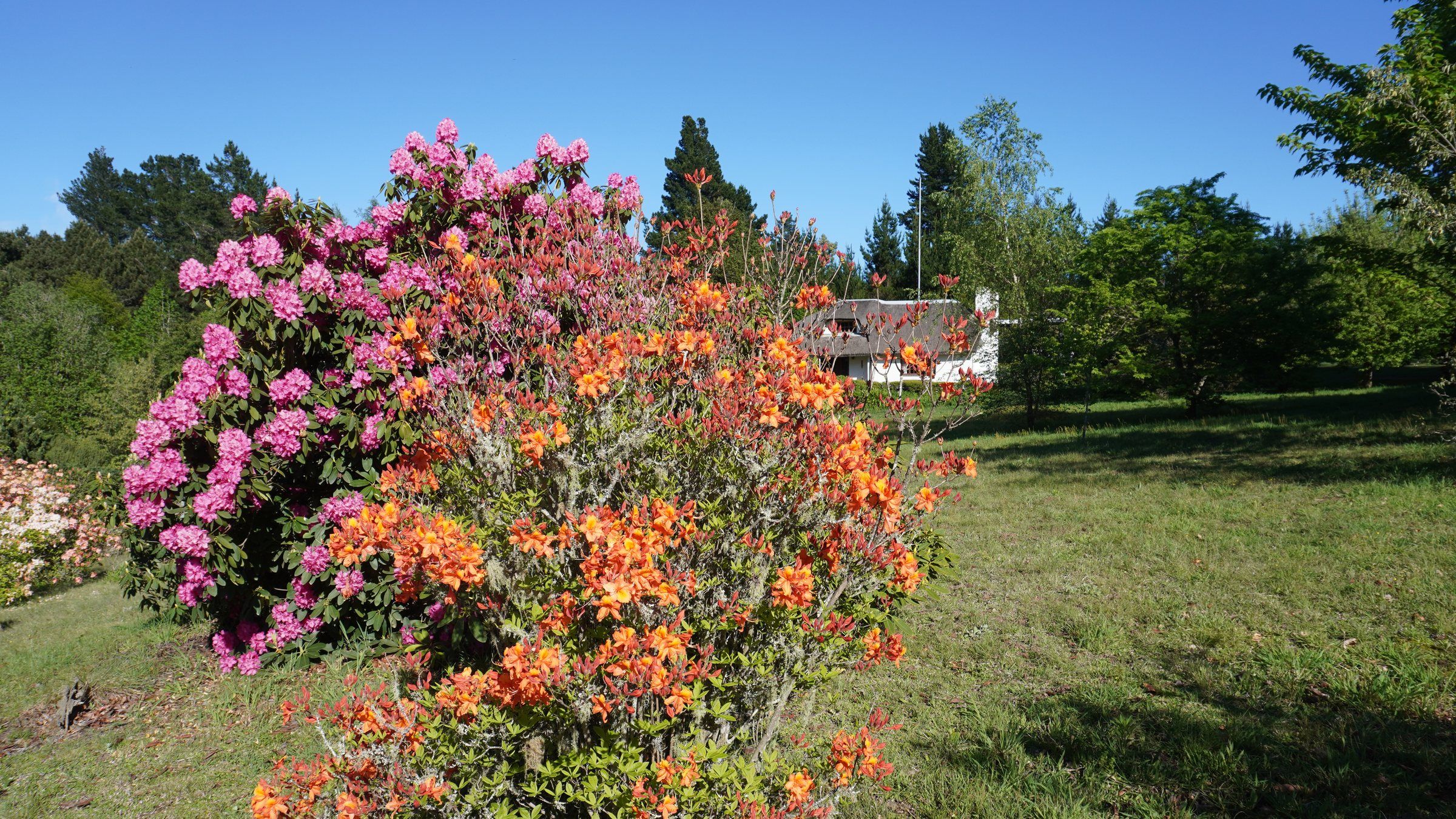 Orange and pink azaleas flowering together on the lawn
