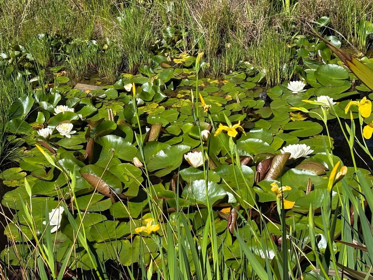 White water lilies among their pads on the dam, with yellow irises and reeds standing at the edge