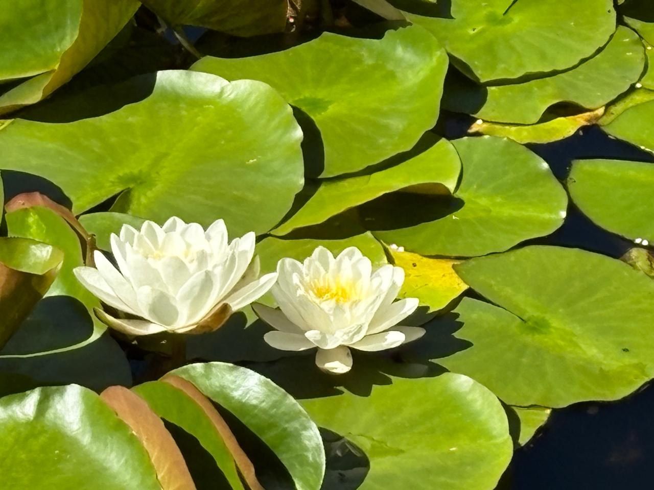 A pair of white water lilies with yellow centres, open in the sun