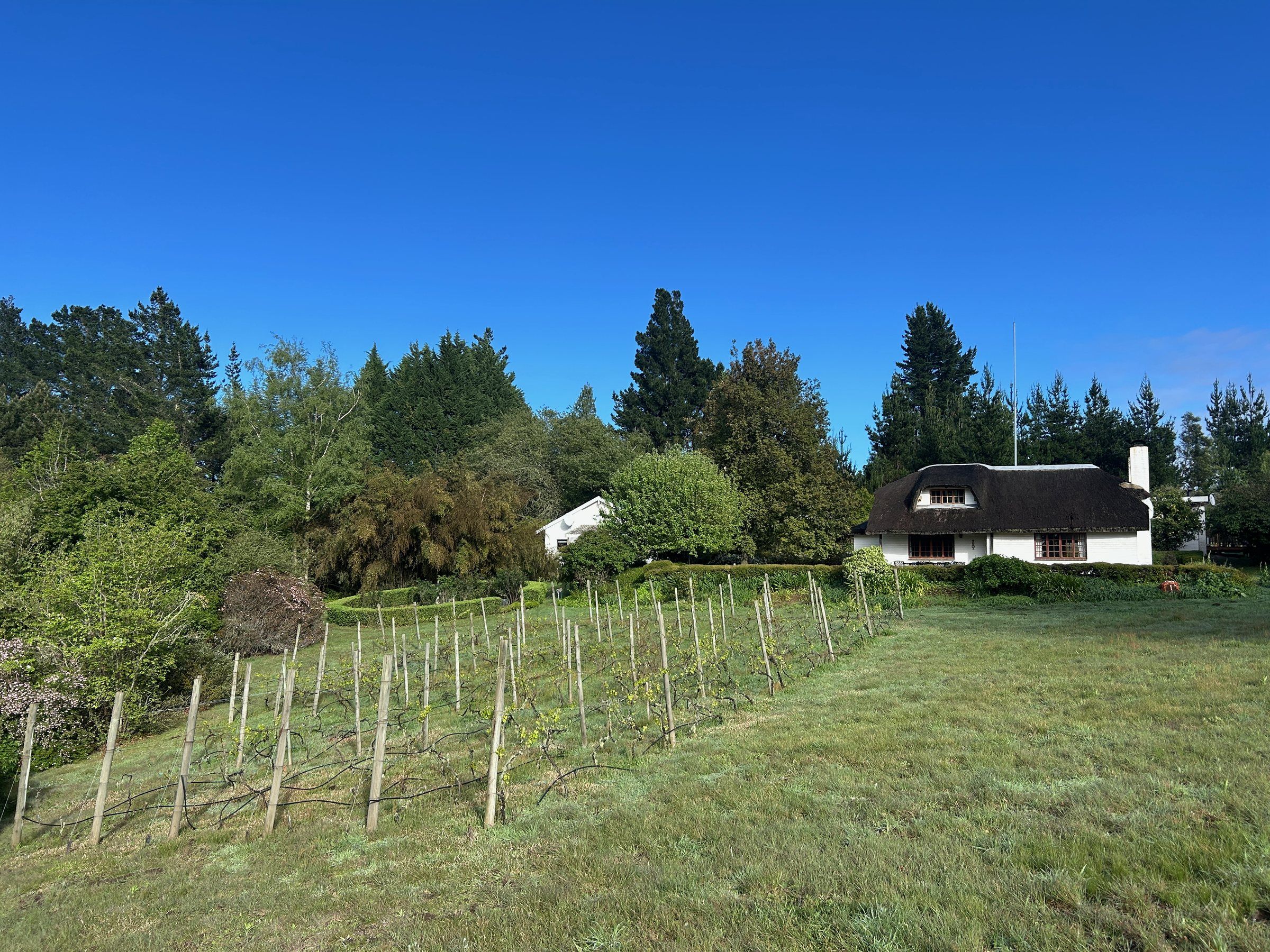 De-vine View's white walls and thatched roof above the rows of Pinot Noir vines, just coming into leaf in early spring