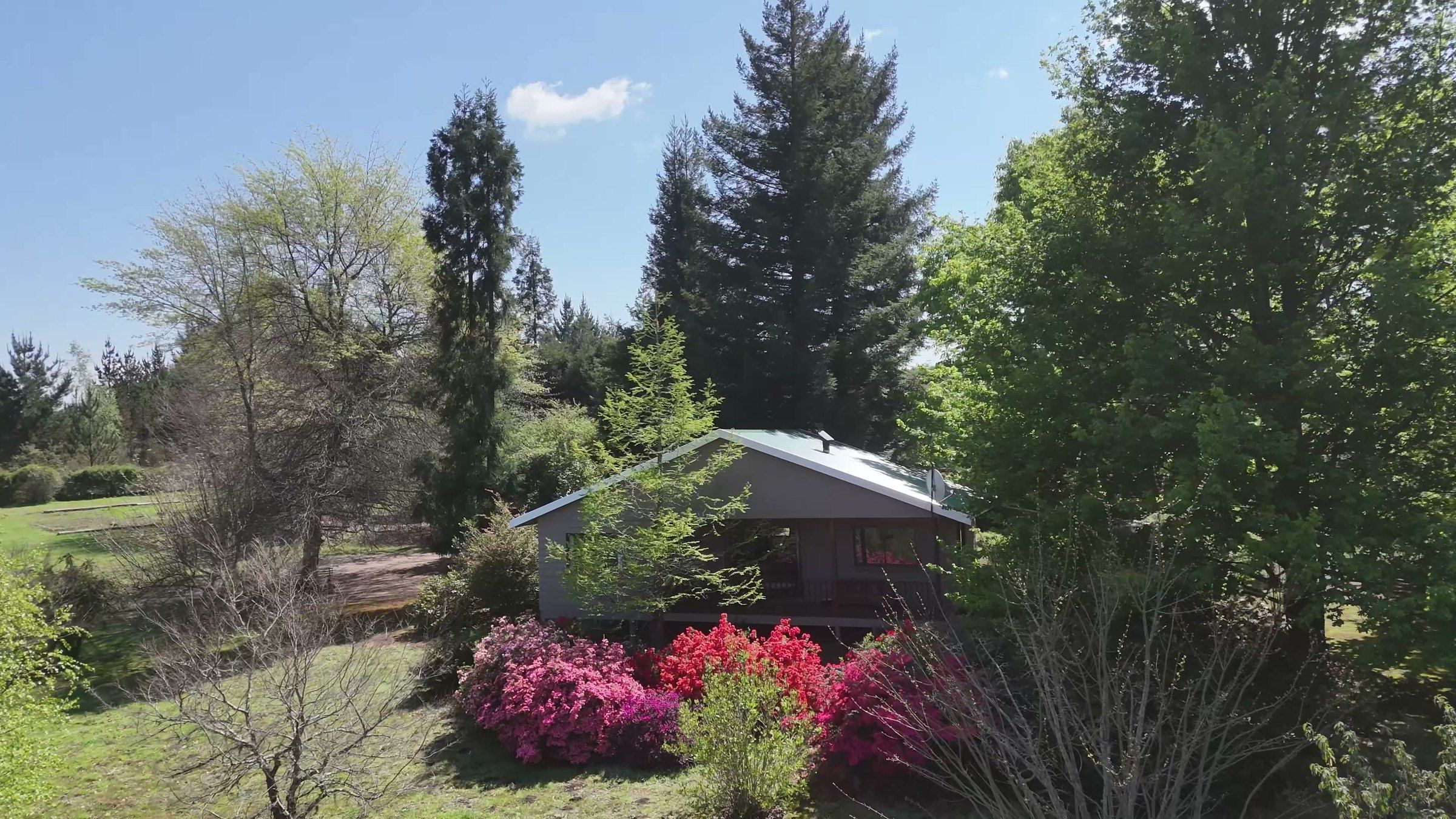 EverGreen Lodge, a timber cottage among tall trees, behind banks of red and pink azaleas