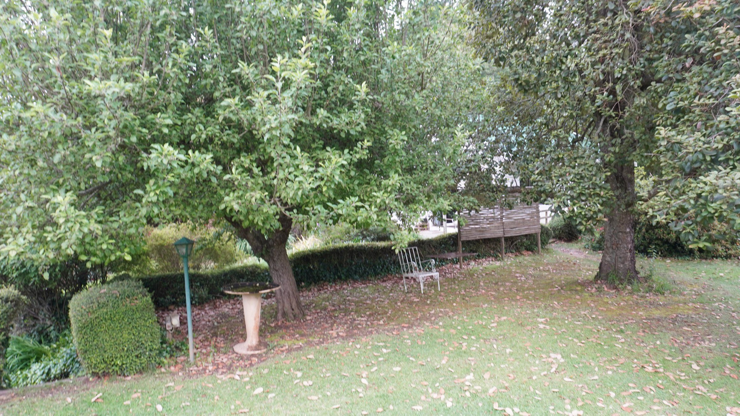 Old fruit trees spreading over the lawn in the orchard, with a birdbath and a garden chair beneath them